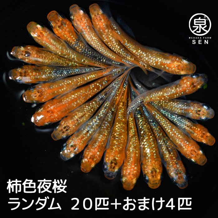 柿色夜桜 成魚 ２０匹＋おまけ４匹（性別ランダム）(S) - メダカファーム泉