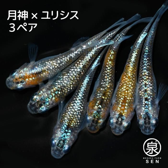 めだか ユリシス オス3+メス3 純血統 若魚 メダカ - 魚類、水生生物