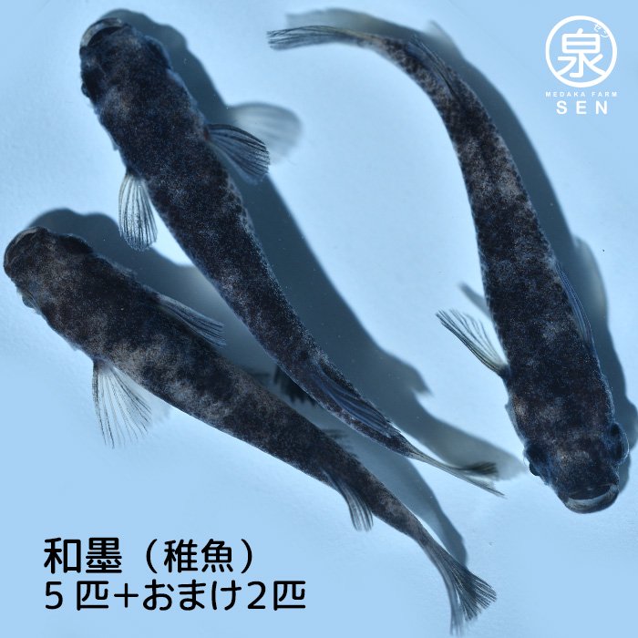 和墨 稚魚 5匹＋おまけ2匹 (E) - メダカファーム泉