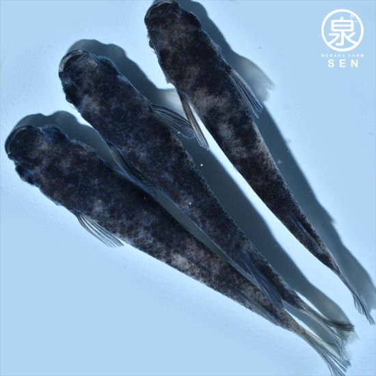 和墨 稚魚 10匹＋おまけ4匹 - メダカファーム泉