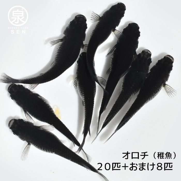 メダカ【WGA】紅帝 40匹 めだか 雲州三色 深海 オロチ