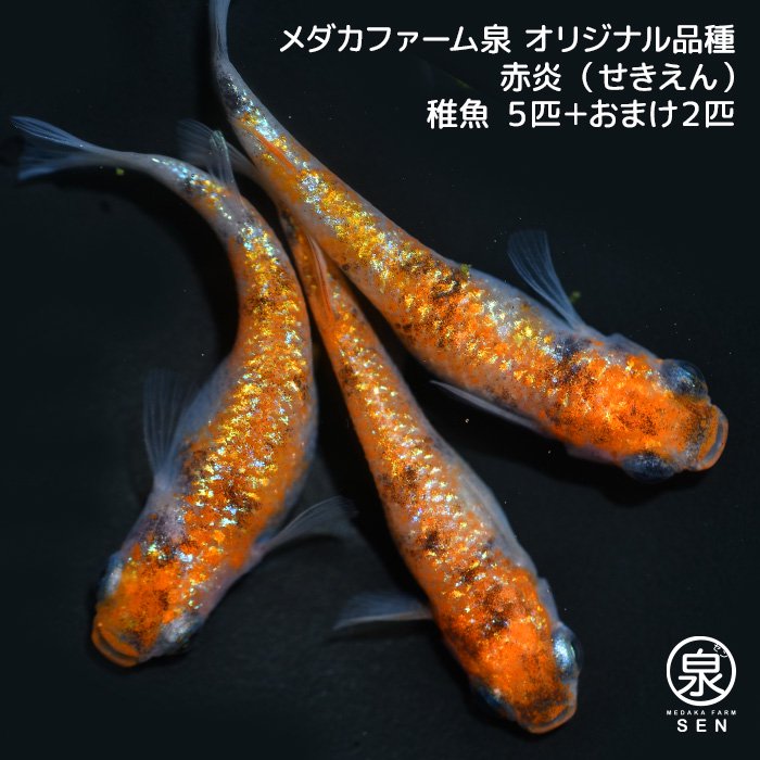 メダカファーム泉 関口作出 赤炎（せきえん） 稚魚 ５匹＋おまけ2匹 (E) - メダカファーム泉