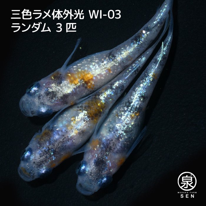 三色ラメ体外光（WI-03）　若魚　３匹（性別ランダム）