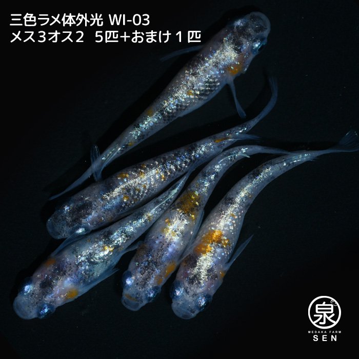 三色ラメ体外光（WI-03）　若魚　メス３オス２　５匹＋おまけ１匹