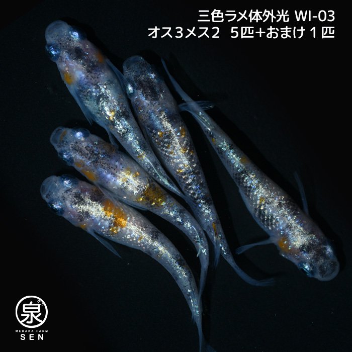 三色ラメ体外光（WI-03）　若魚　オス３メス２　５匹＋おまけ１匹