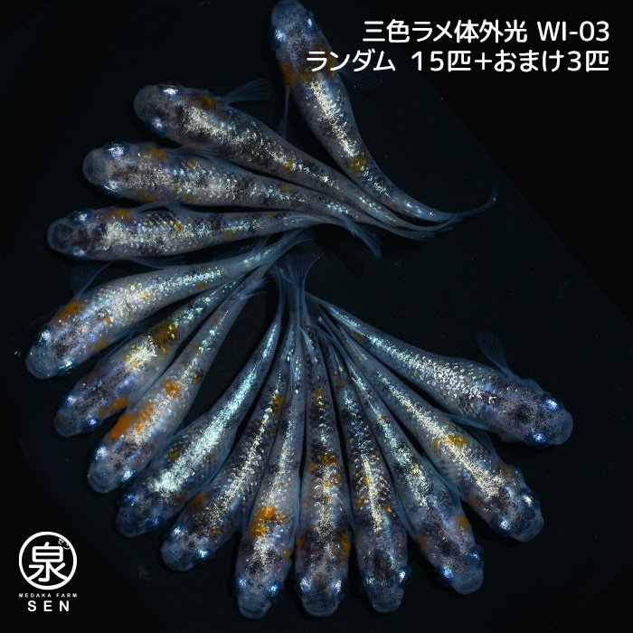 三色ラメ体外光（WI-03）　若魚　１５匹＋おまけ３匹（性別ランダム）