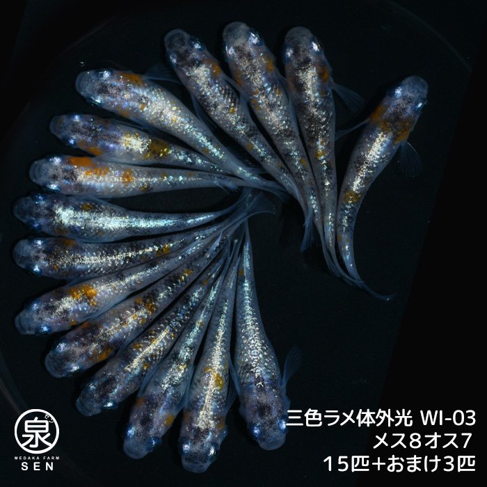 三色ラメ体外光（WI-03）　若魚　メス８オス７　１５匹＋おまけ３匹