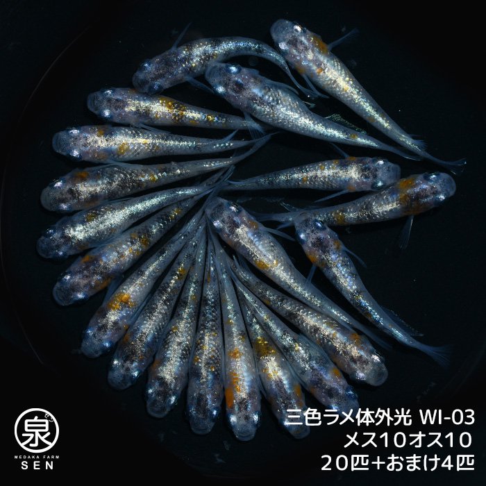 三色ラメ体外光（WI-03）　若魚　メス１０オス１０　２０匹＋おまけ４匹