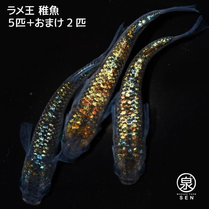メダカファーム本陣 22-4 道三メダカ様直系 ヒミツヘイキ 若魚♂1♀2
