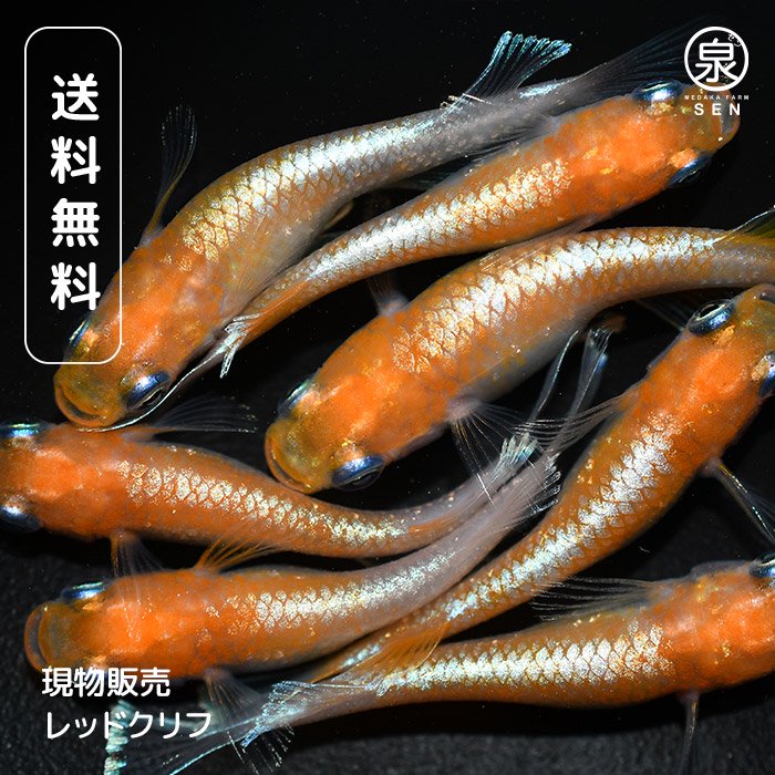 レッドクリフ紅白 稚魚 10匹 おまけ4匹(E) - メダカファーム泉