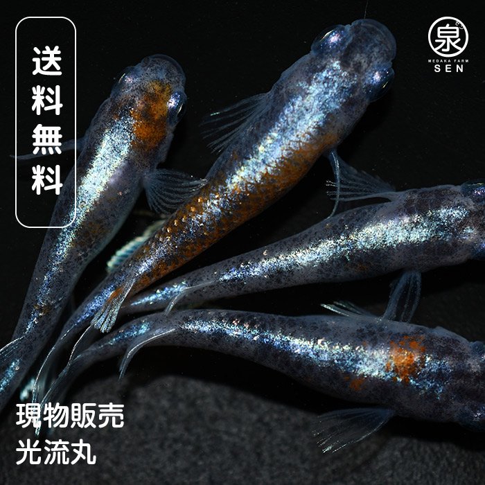 メダカファーム泉駿河＞ 墨紅玉 上物 2ペア ウ-1 - 魚類、水生生物