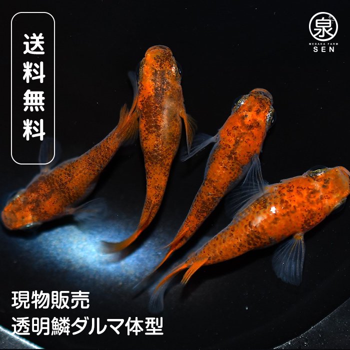 【現物販売】透明鱗ダルマ体型 成魚 2ペア ア-2