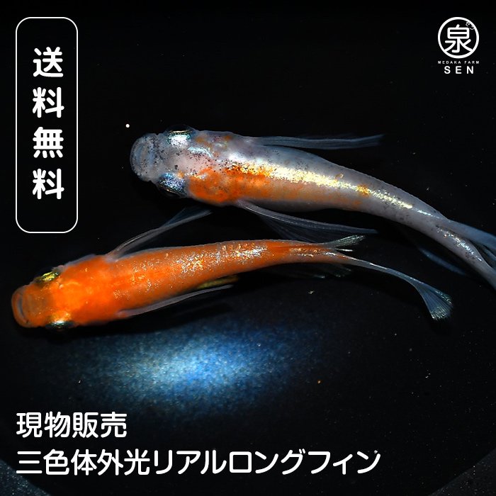 メダカファーム泉遠州＞ 月華松井ヒレ長 メス２オス１ のー２ - 魚類、水生生物