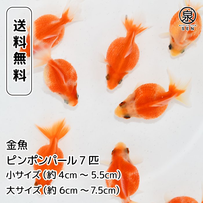 金魚 7匹 - 置物