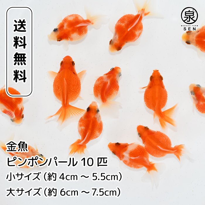 ki.fish ピンポンパール2歳 4匹セット - 魚類、水生生物