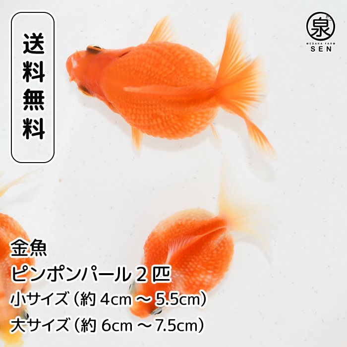 国産ピンポンパール 2匹 大サイズ（6cm～7.5cm） おまけ補償1匹