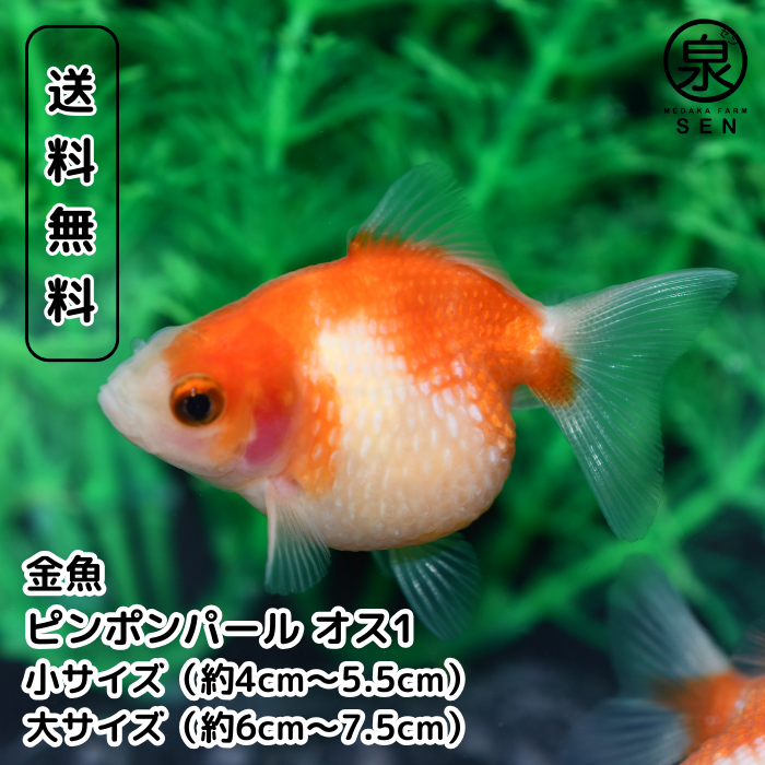 国産☆ピンポンパール！オス1匹☆弐歳☆約10cm!上質☆金魚☆観賞魚☆まん丸☆可愛い！飼育！繁殖☆交尾☆産卵！！ - 魚類、水生生物