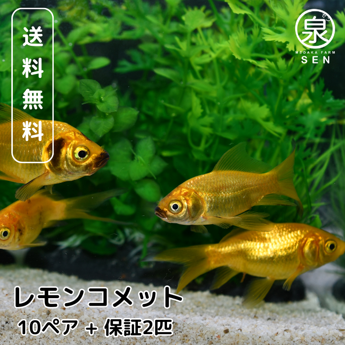 メダカファーム泉駿河】 墨紅玉 上物 1ペア ケ-15 - 魚類、水生生物