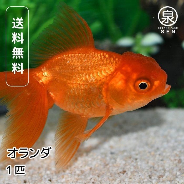 ジャンボ東錦 5歳 34センチ メス 良福観賞魚産金魚 オランダ 錦鯉