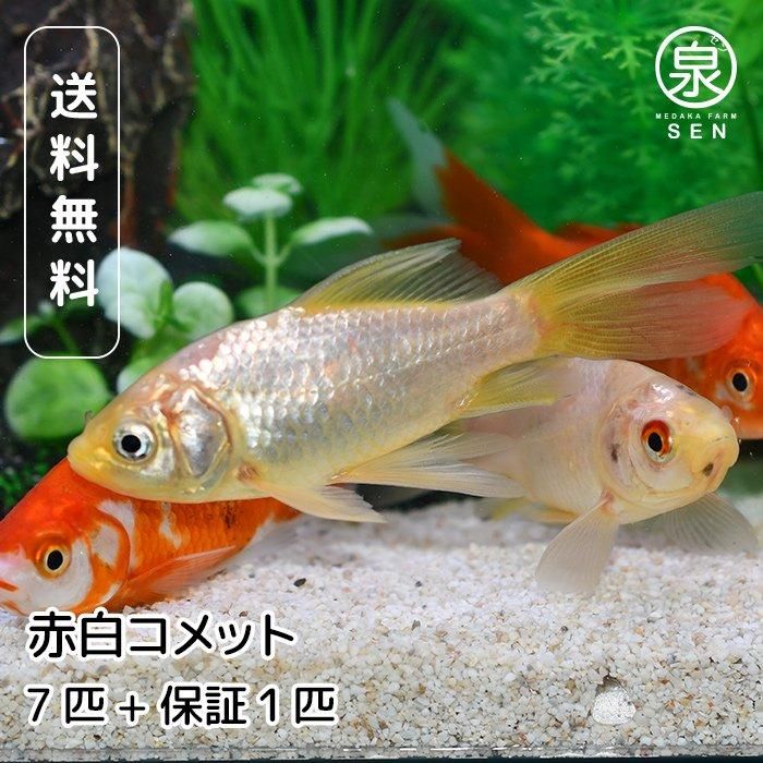 国産 赤白コメット 7匹 おまけ補償1匹 (E) - メダカファーム泉