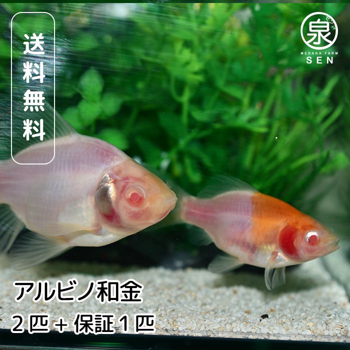 神秘的〜アルビノホワイト和金♪ - 魚類、水生生物