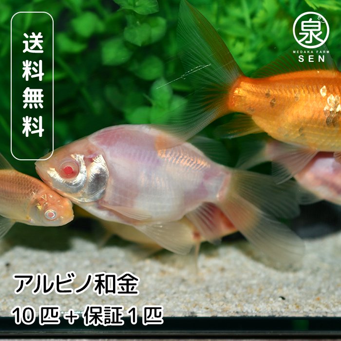 メダカ、金魚、らんちゅう - 和歌山県のその他
