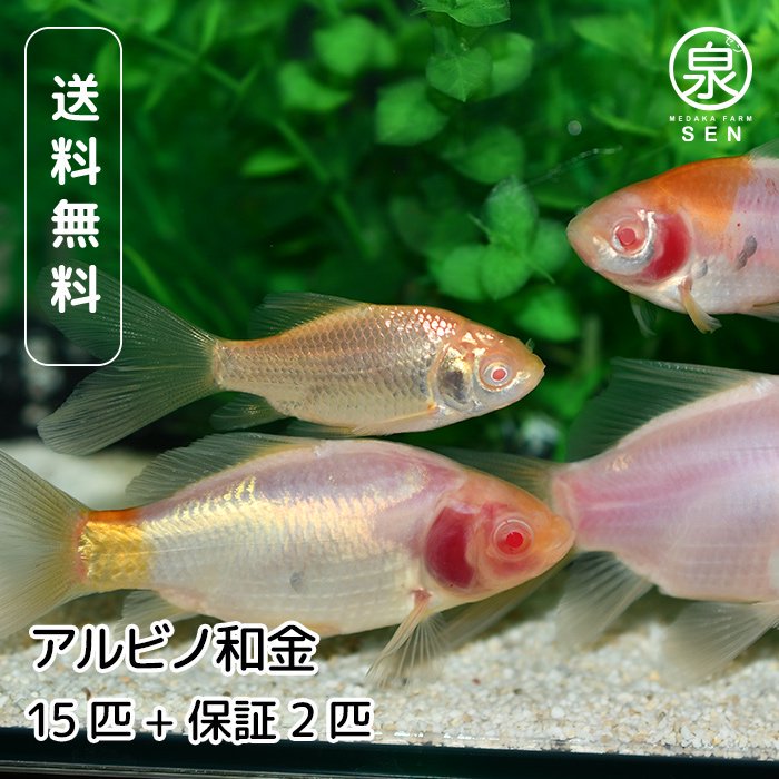 金魚 - メダカファーム泉