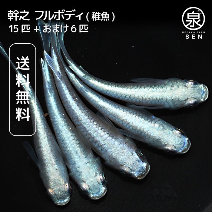 幹之フルボディー 稚魚 10匹+おまけ4匹 (E) - メダカファーム泉