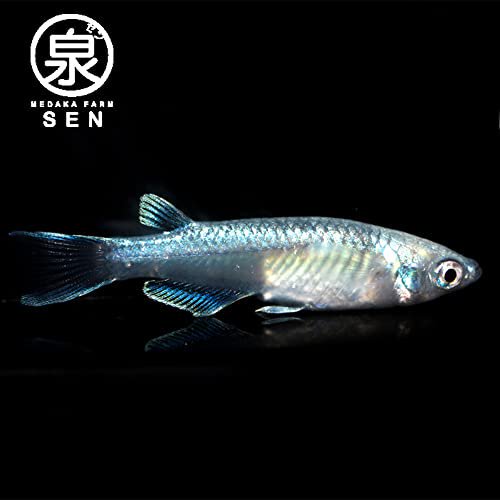 幹之フルボディー　稚魚　10匹+おまけ4匹 (E) - メダカファーム泉