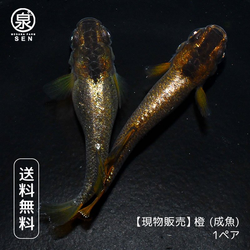 メダカファーム泉駿河＞ 墨紅玉 上物 2ペア ウ-1 - 魚類、水生生物