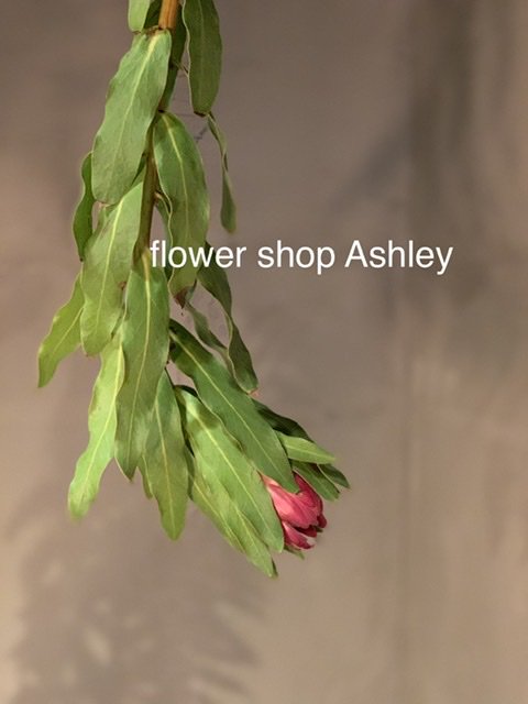 flower shop Ashley