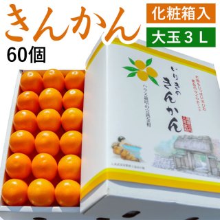ハウスきんかん 化粧箱入 大玉 3Lサイズ (60個)