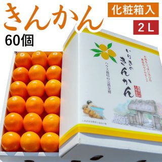 ハウスきんかん 化粧箱入 大玉 2Lサイズ (60個)