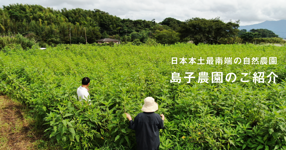 日本本土最南端の自然農園 島子農園のご紹介