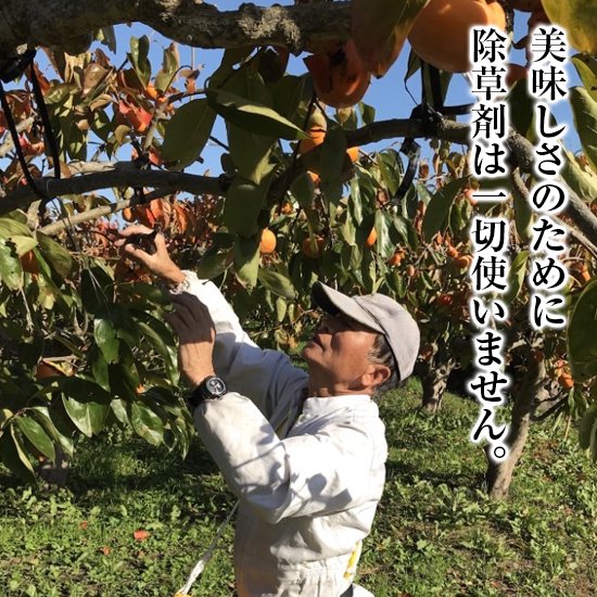 富有柿Mサイズ16個入（除草剤不使用）～富有柿が生まれた岐阜県瑞穂市