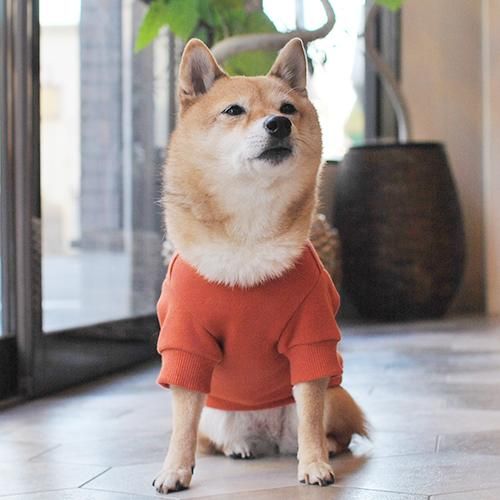 PET SO CHIC - SALUT DOG SWEAT / ORANGE