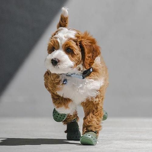 WAGWEAR - WAGWELLIES MOJAVE / セージ