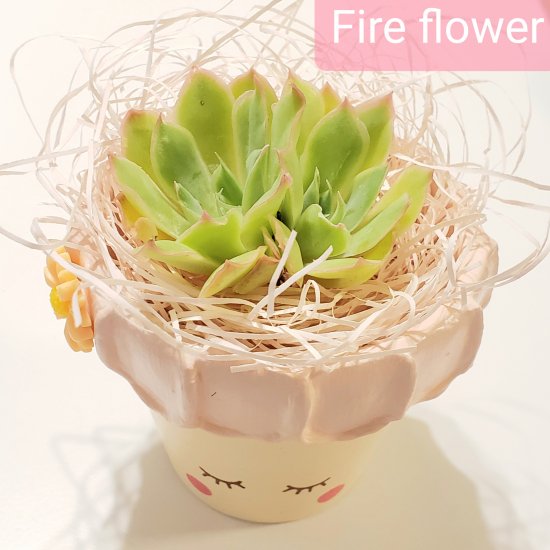 fire flower/多肉植物のお店 mimo succulent