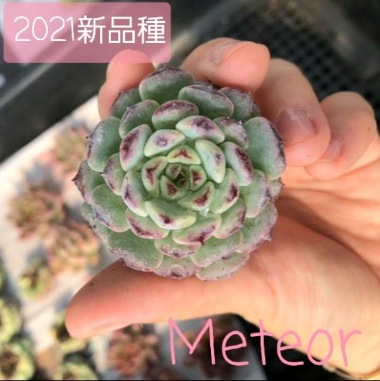 Meteor/多肉植物のお店 mimo succulent