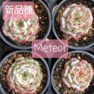 Black pink/多肉植物のお店 mimo succulent