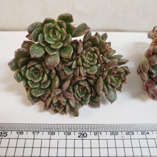 Pink Rubby/多肉植物のお店 mimo succulent