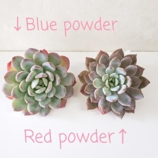 ܽΦ2021ʼpowderåȢڹ