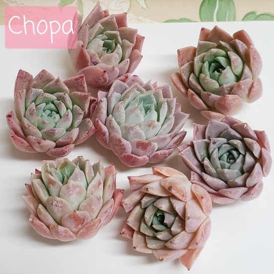 Chopa/多肉植物のお店 mimo succulent