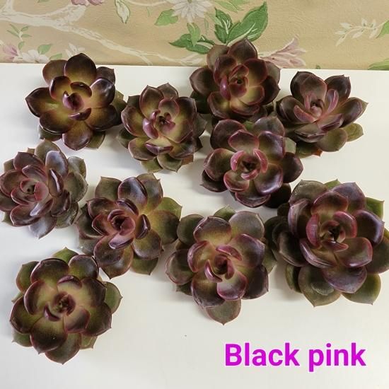 Black pink/多肉植物のお店 mimo succulent