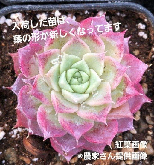 mimo succulent