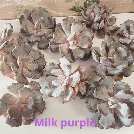 Milk purple/多肉植物のお店 mimo succulent