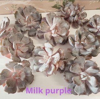 Milk purple