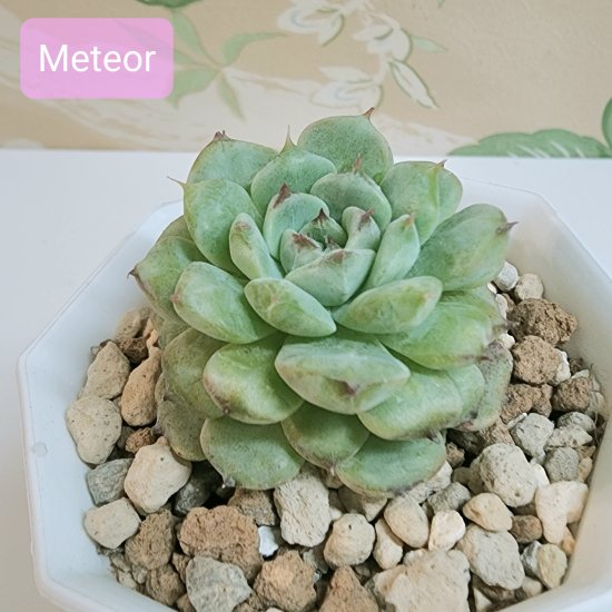 mimo succulent