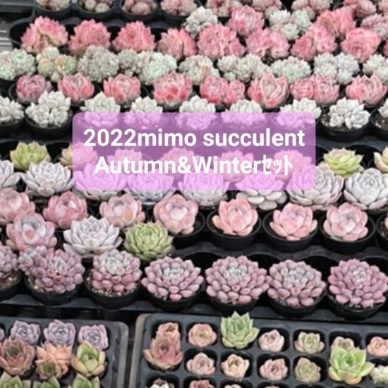 mimo succulent