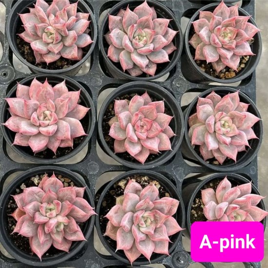 A-pink/多肉植物のお店　mimo succulent